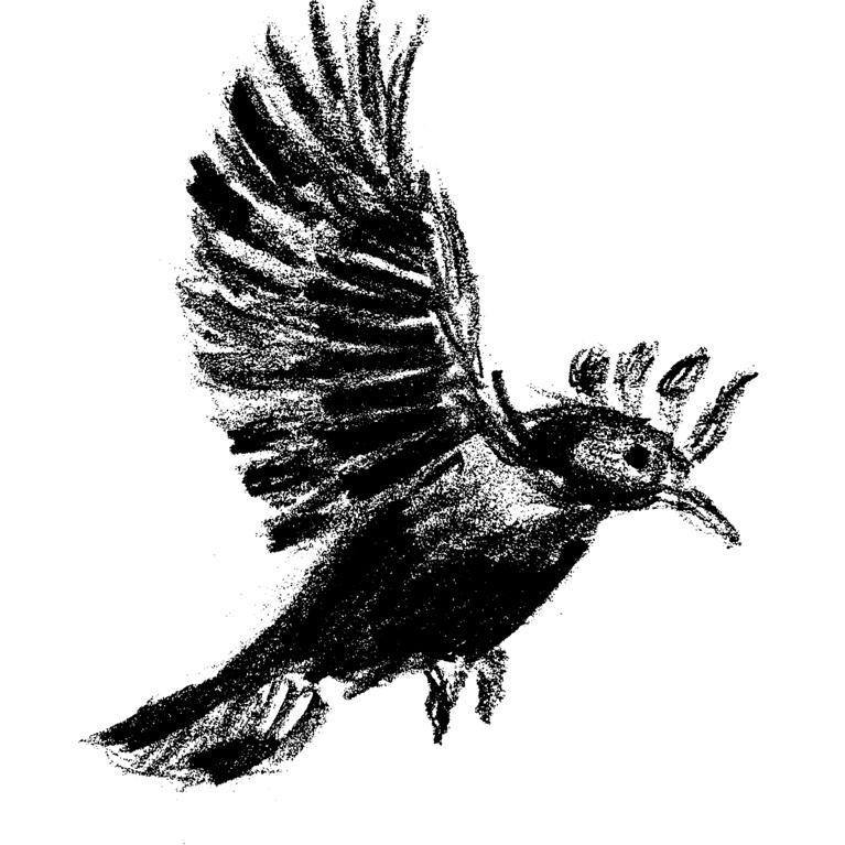 Black Bird Studio